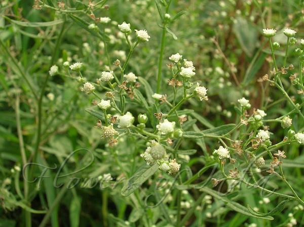 Parthenium Hysterophorus Carrot Grass